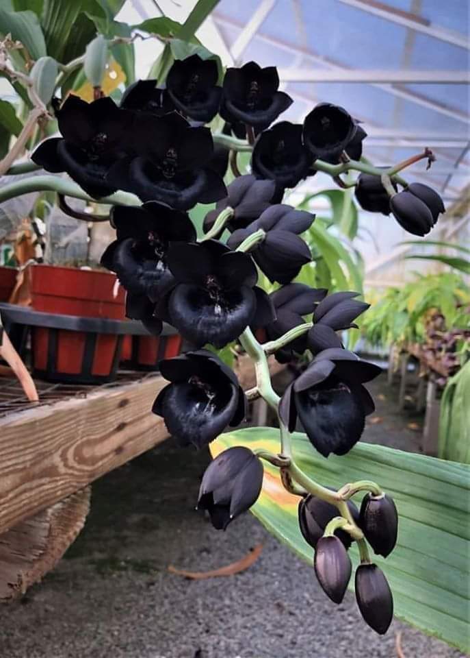 Black orchid