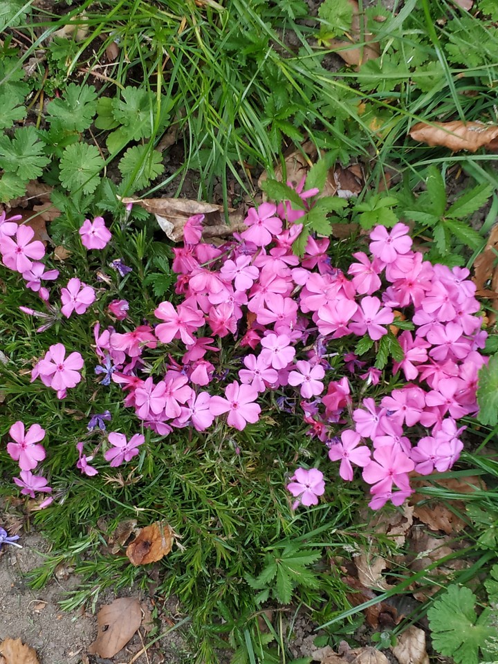 pink spring shock