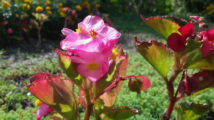 Pink flower