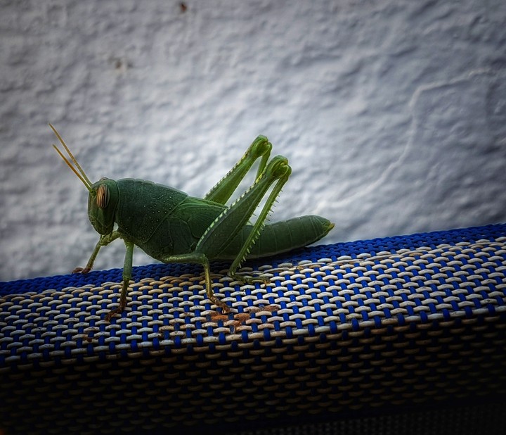 Insect