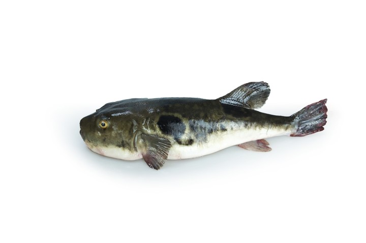 Fish