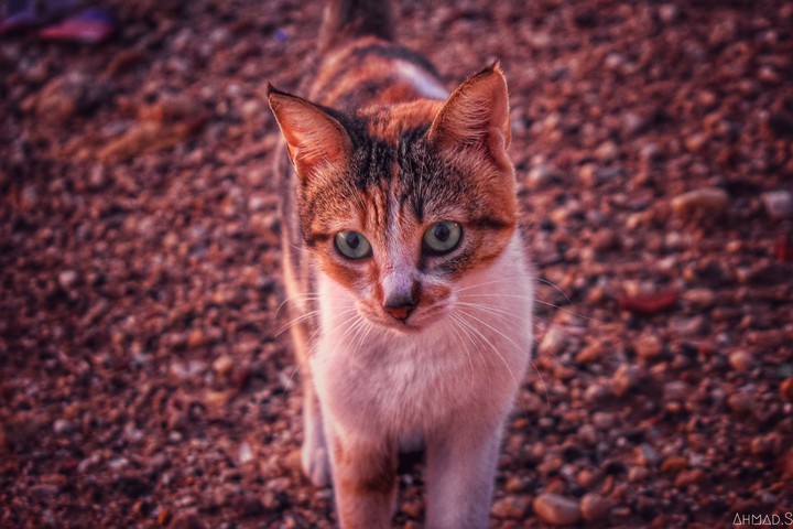cat