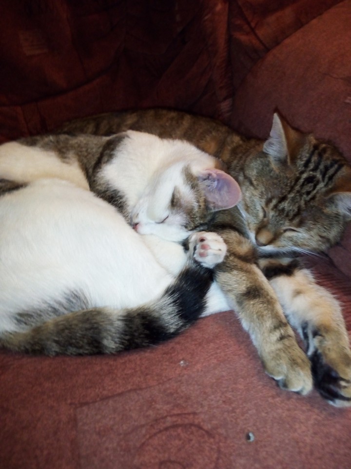 Katzen
