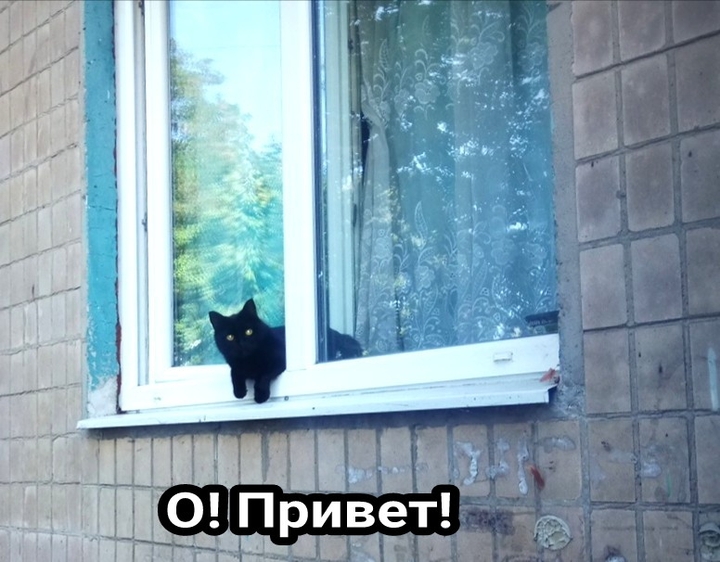 прривет. мяурр!