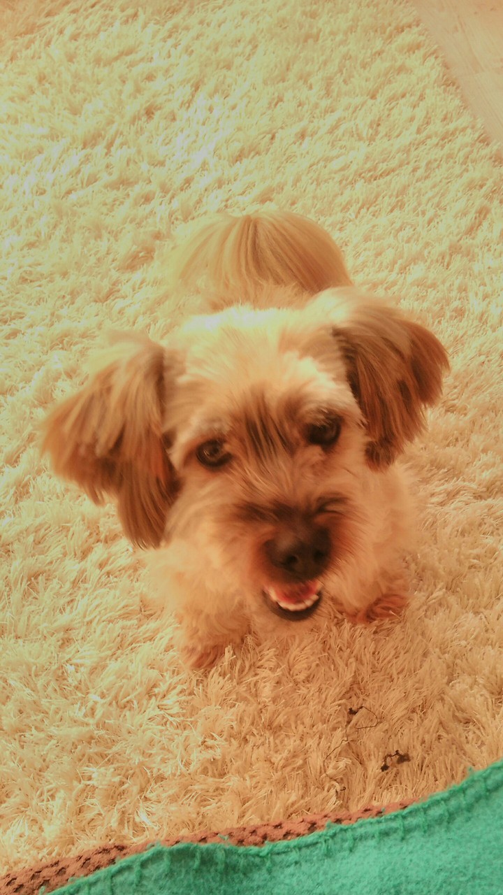 My little dog