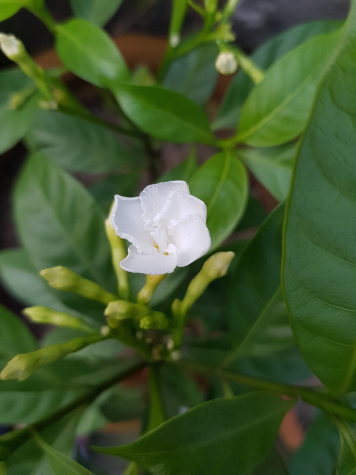 Tagor Flower
