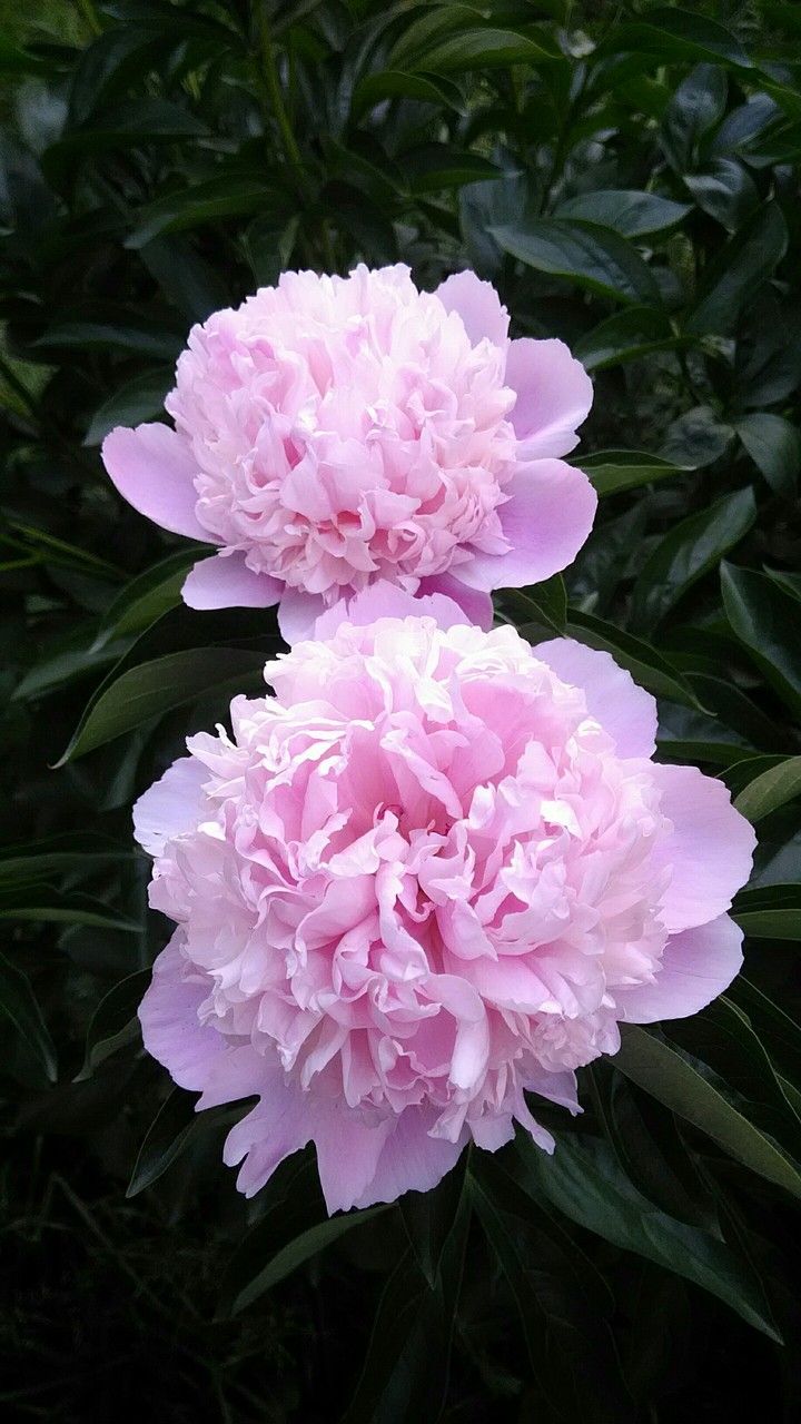 short-lived flowers