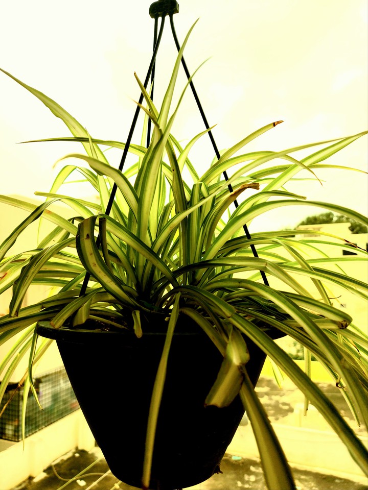 hanging plant