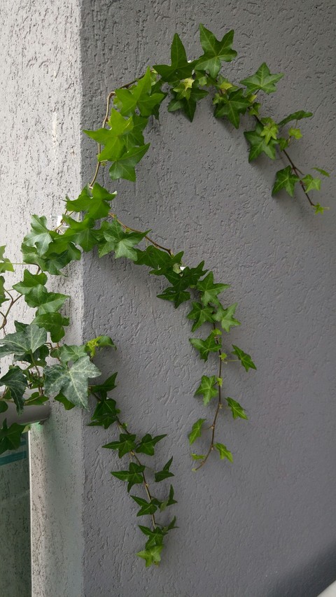 my garden