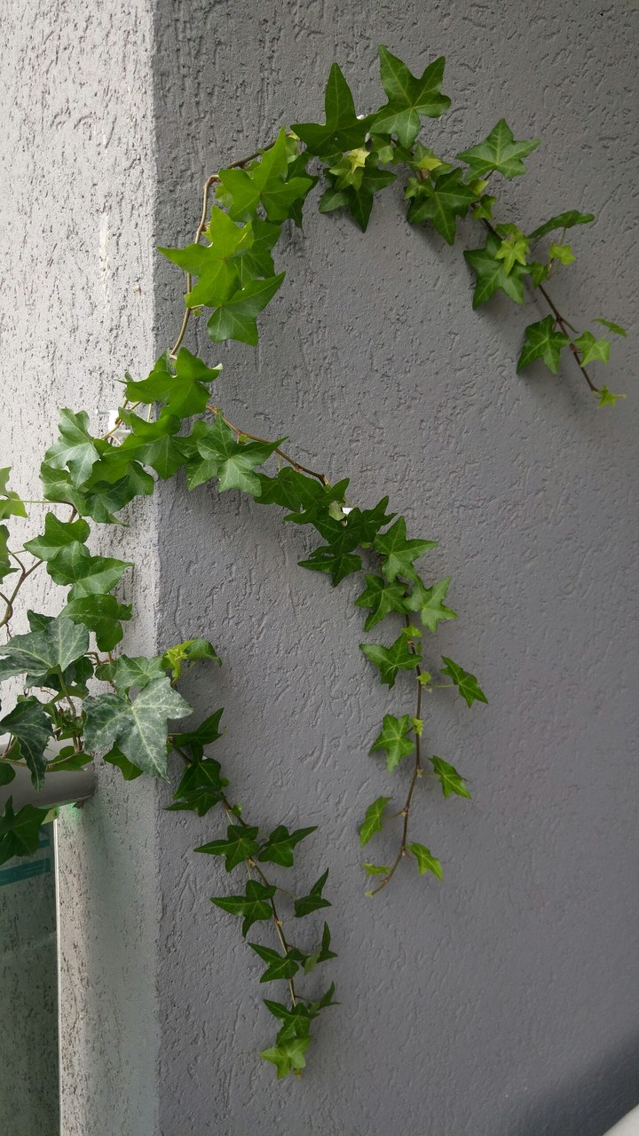 my garden