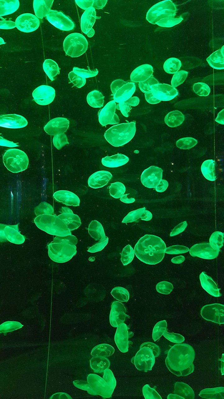 Jellyfish
