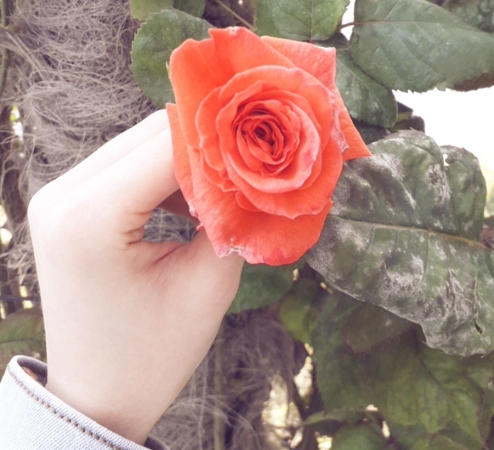Rose