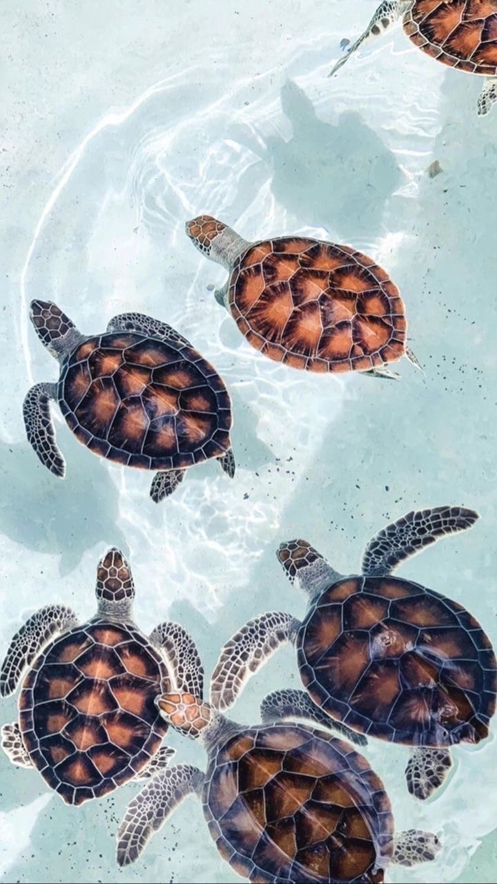 Small Turtles