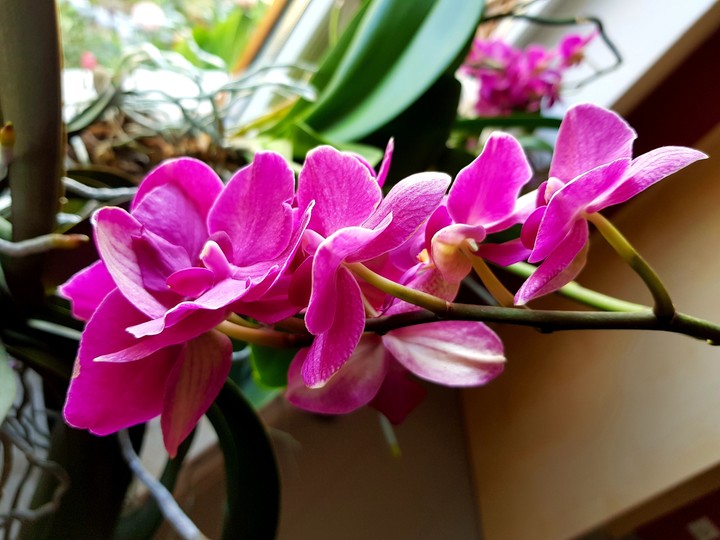 Orchideen