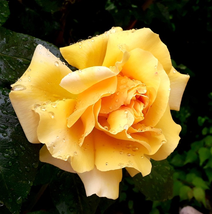 rose