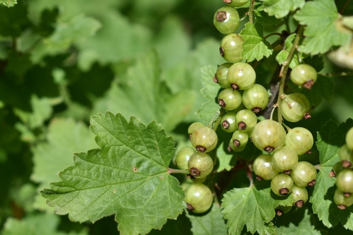 Johannisbeeren
