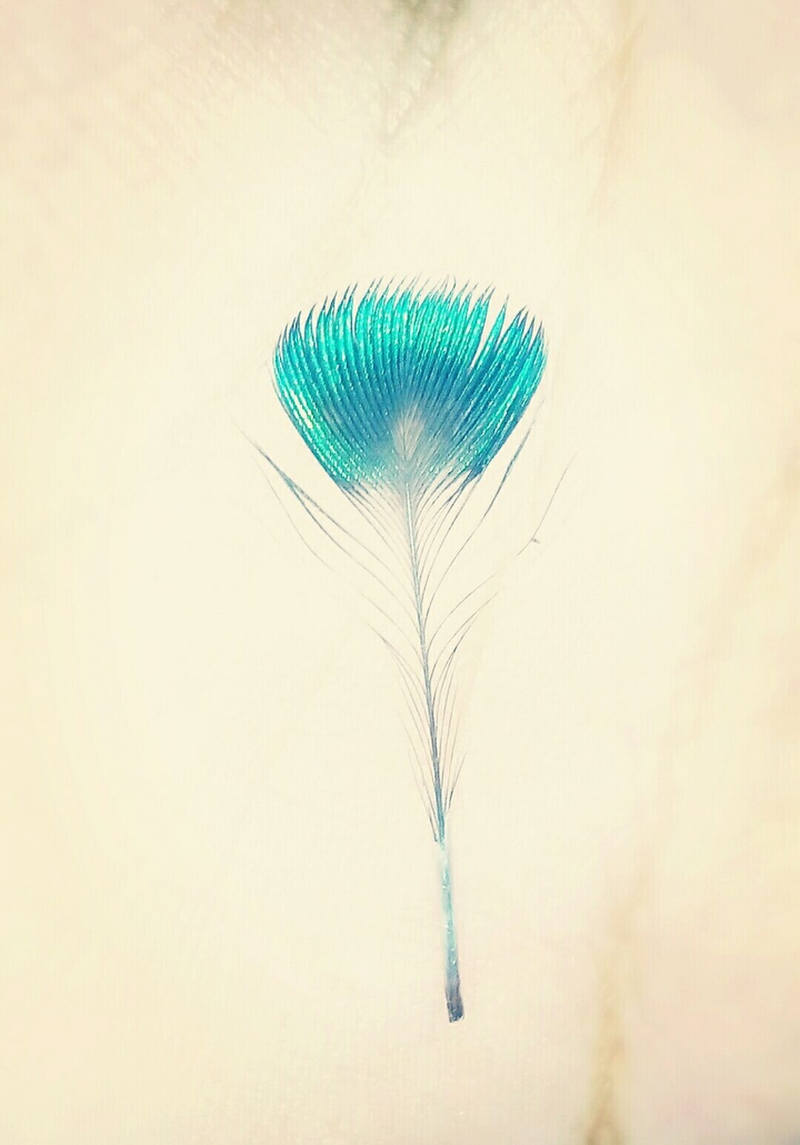 Peacock Beautiful Feather HD Wallpaper