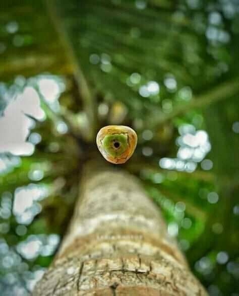 Dropping Fruit From Tree