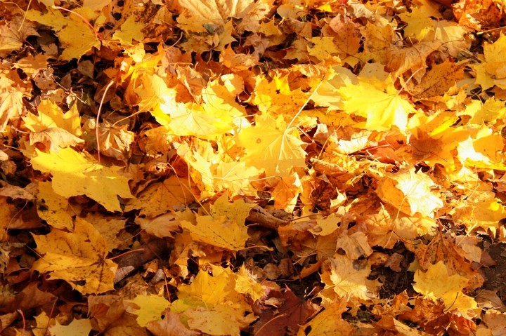Autumn's leaves