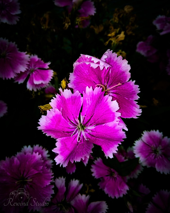 The Dark Flower