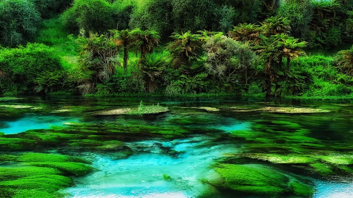 Green Forest
