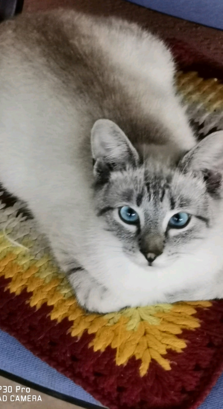 kitty