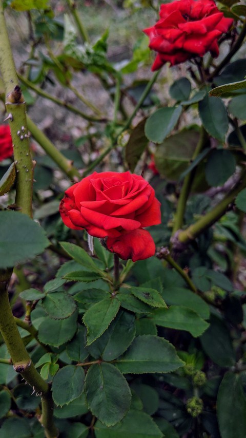 rose flower