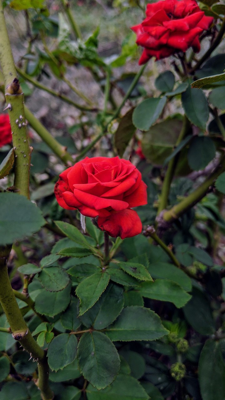 rose flower