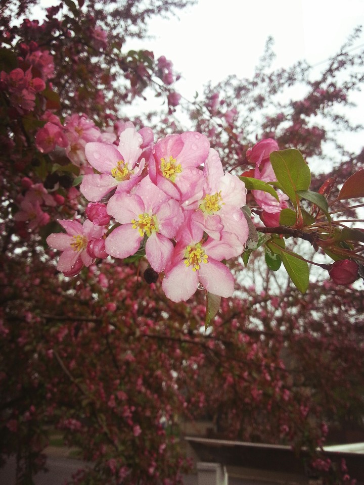 beautiful cherry blossom