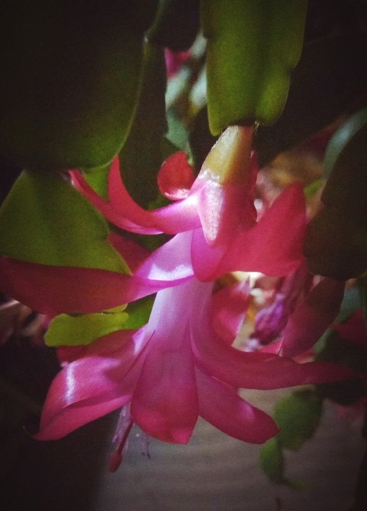 Christmas cactus