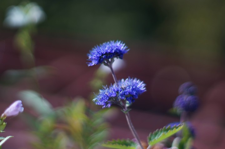 blue flower