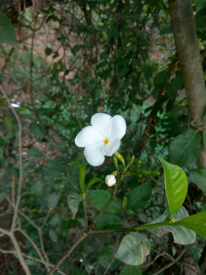 Towa baha