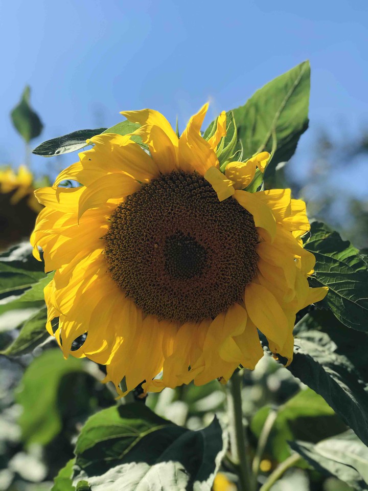 sunflower