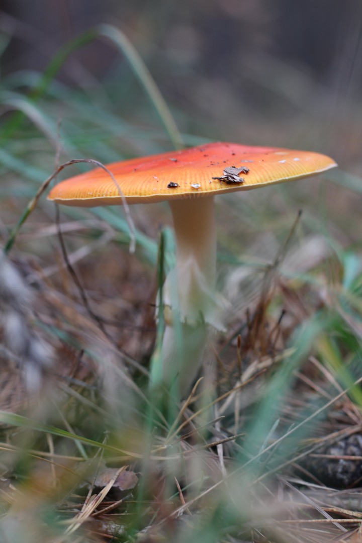 Mushroom