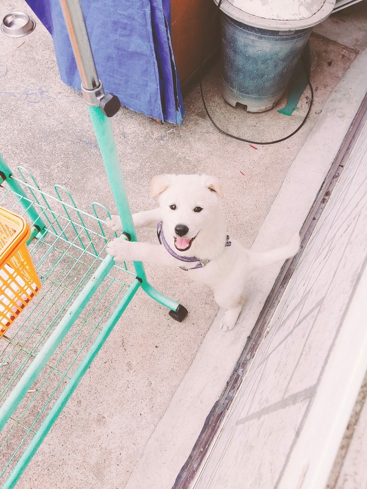 꽃강아지