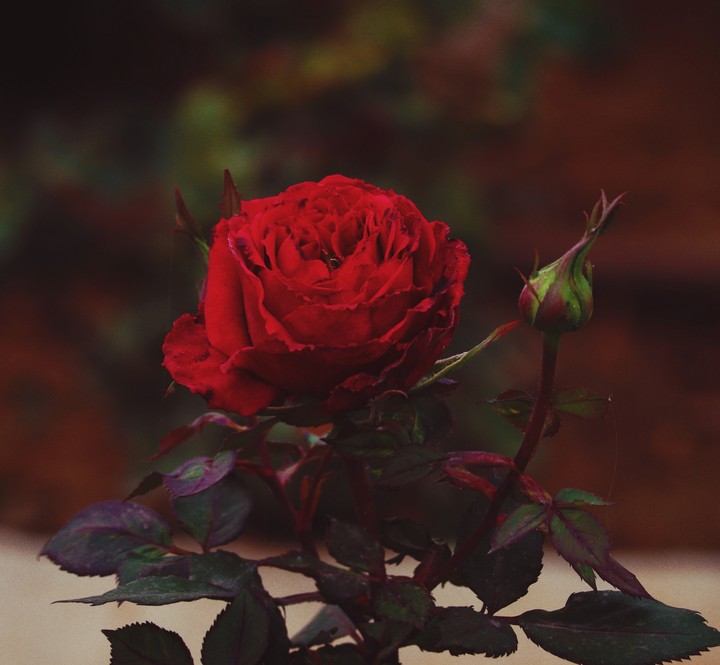 red rose