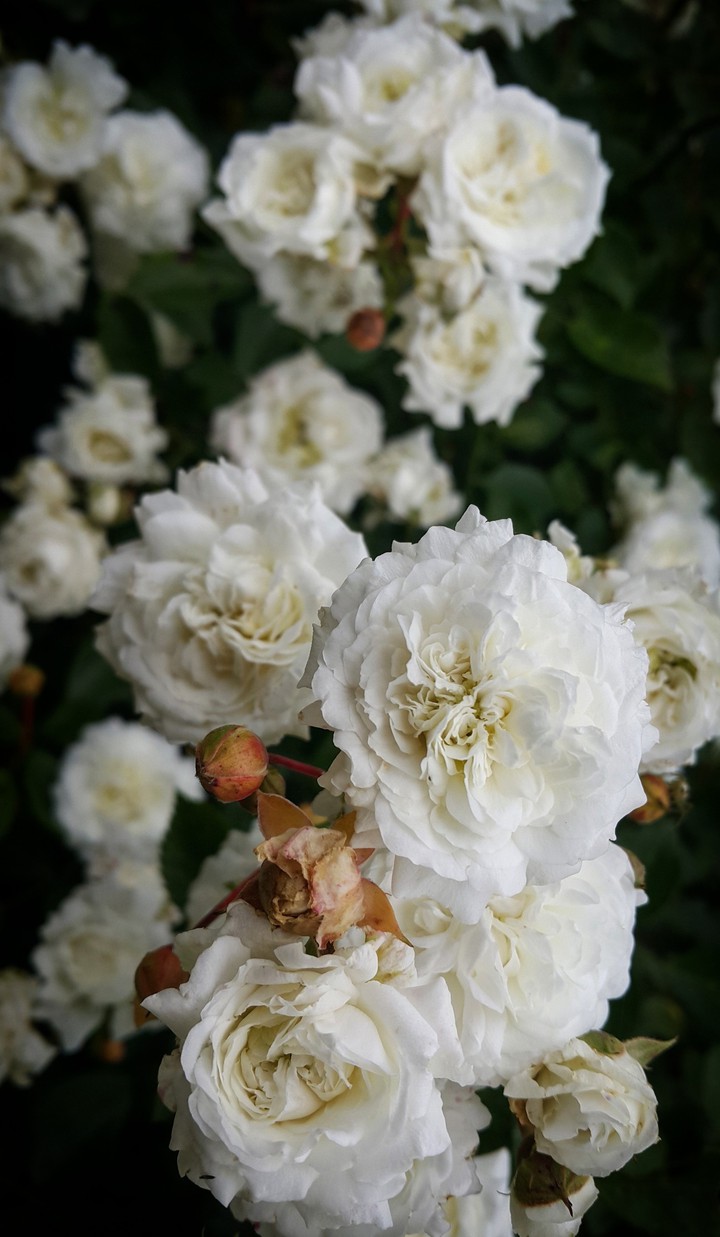 roses