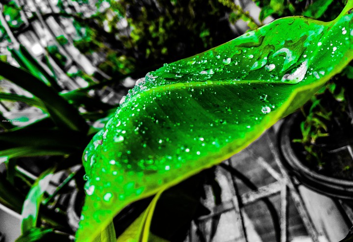 green