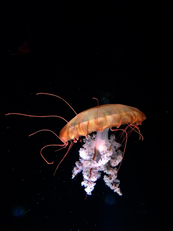 jellyfish