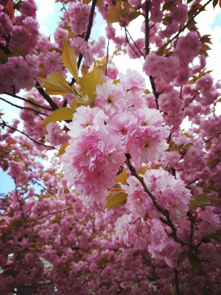 Cherry Blossoms