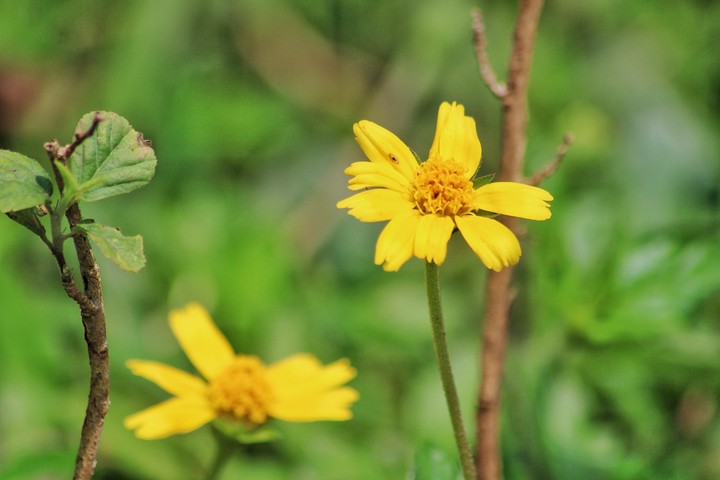 yellow flower