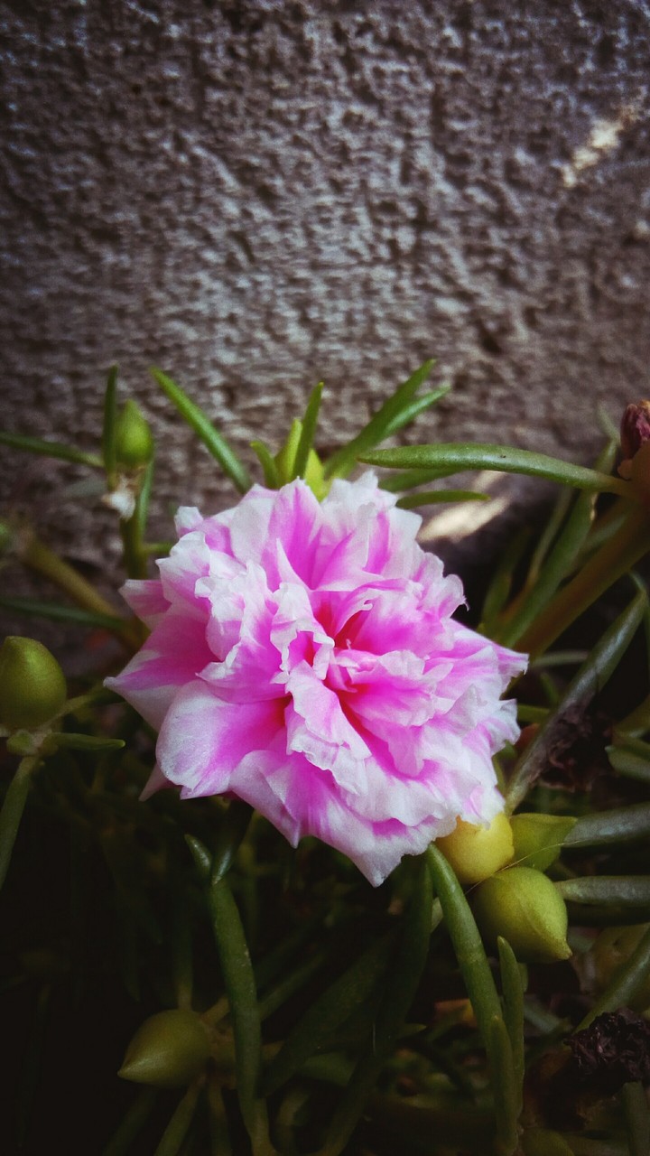 All flowers are beautiful