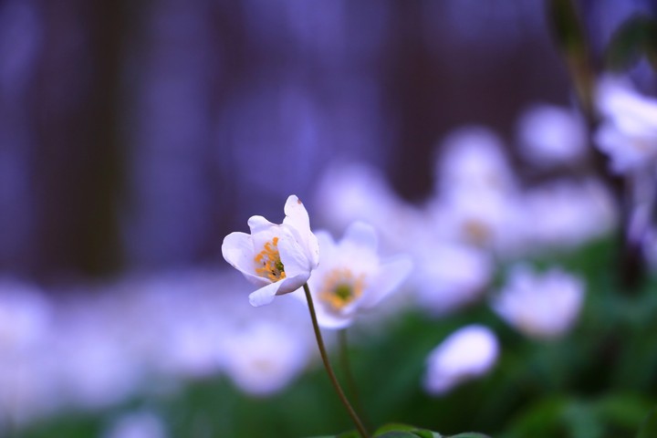 spring's fleeting white dreams