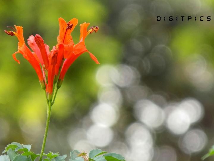 bokeh and a bloom