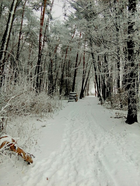 Winter in forest