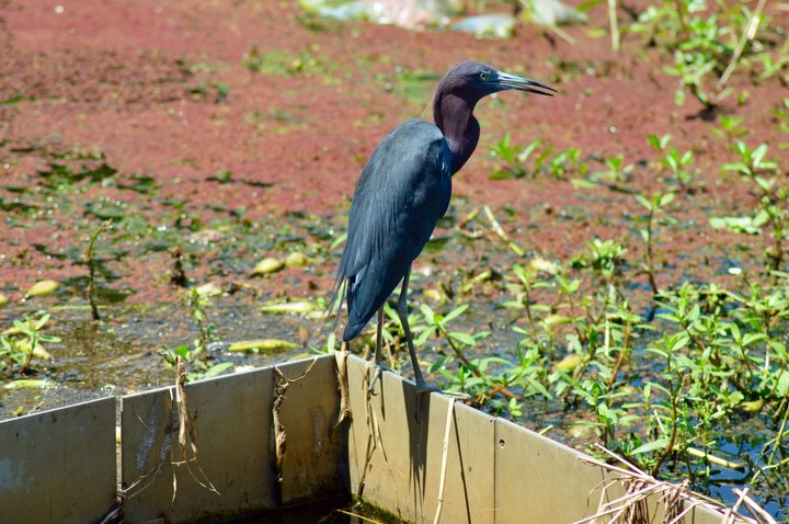 A Little Blue Heron at a Nature Preserve
