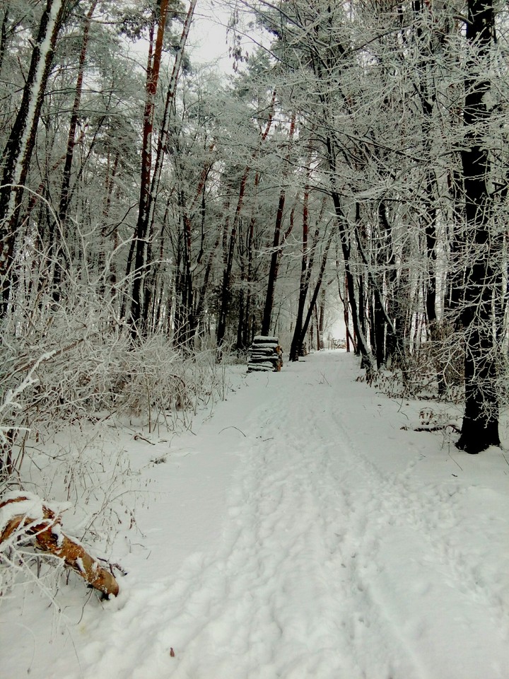 Winter in forest