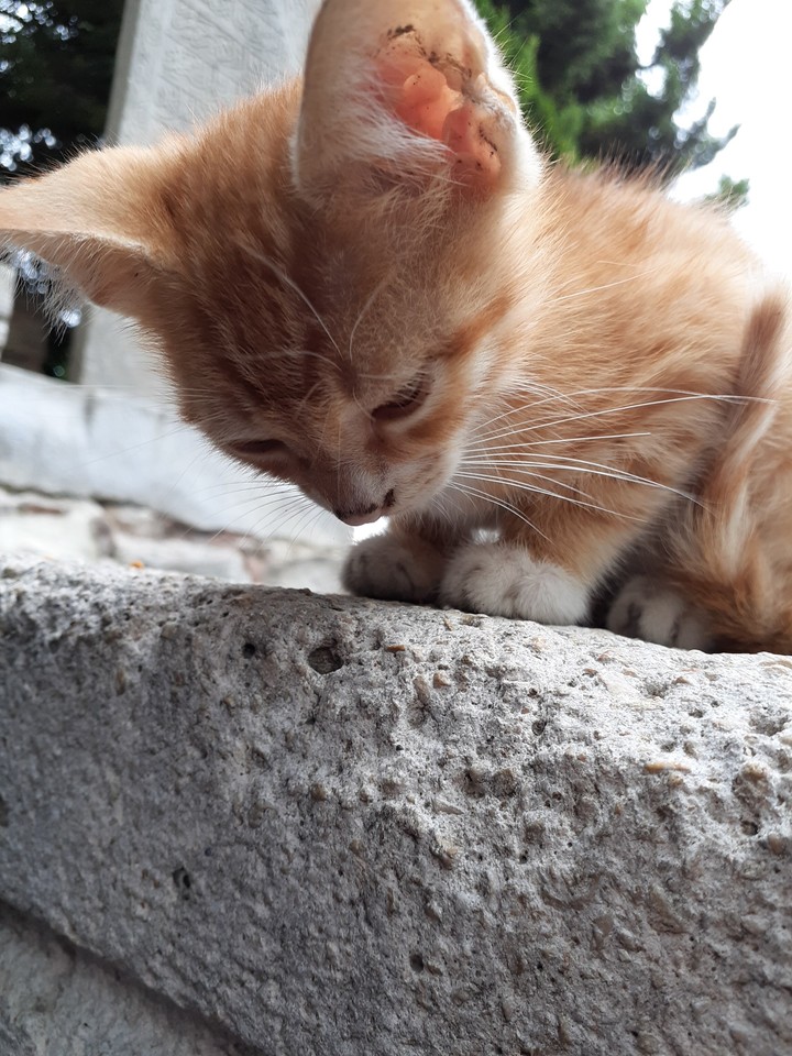 Kedi