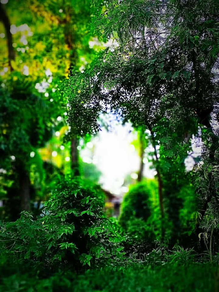 forest ?