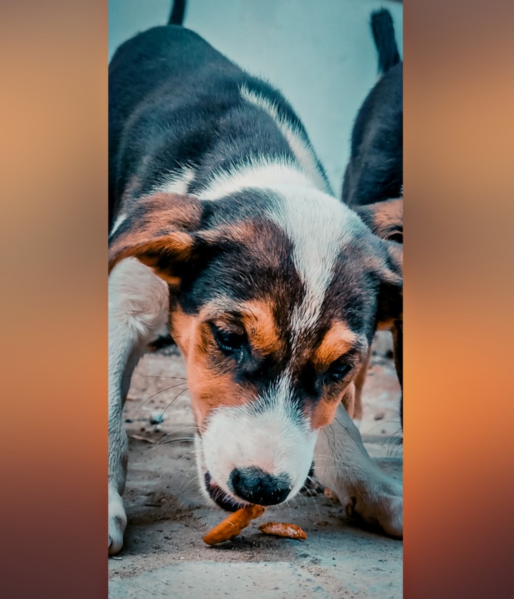 puppy